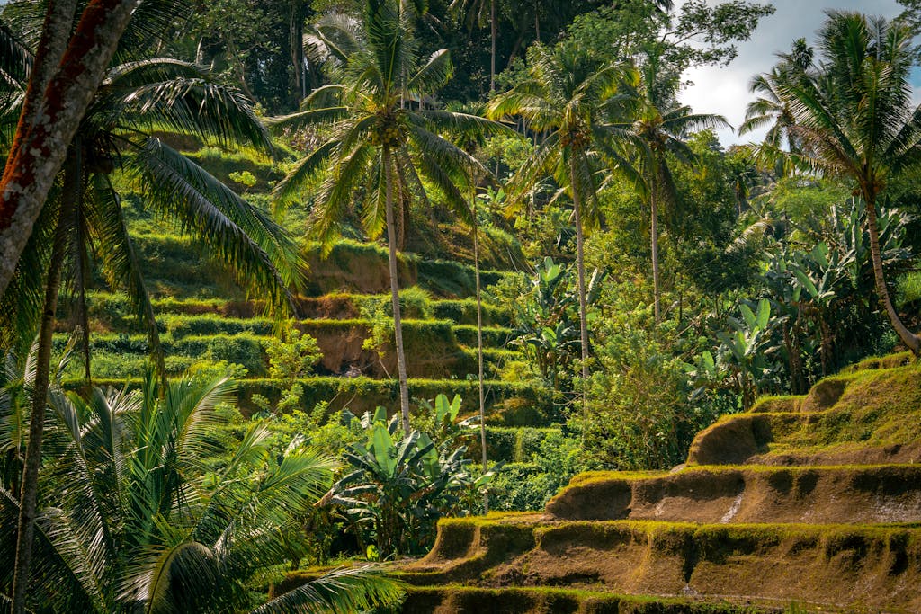 Explore the vibrant rice terraces of Ubud, Bali, framed by towering palm trees in a tropical paradise.