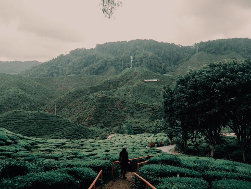 A person walking through lush tea plantations in Cameron Highlands, Malaysia.